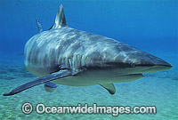Dusky Shark Carcharhinus obscurus Photo - Gary Bell