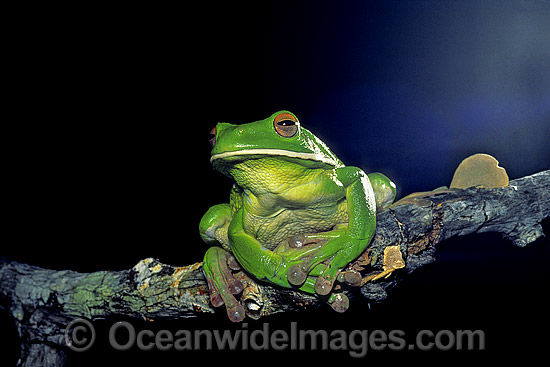 White-lipped Tree Frog (Litoria infrafrenata). Also known as Giant Tree Frog. Cape York Peninsula, Queensland, Australia Photo - Gary Bell White-lipped Tree Frog (Litoria infrafrenata). Also known as Giant Tree Frog. Cape York Peninsula, Queensland, Australia Photo - Gary Bell