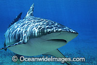 Dusky Shark or Black Whaler Photo - Gary Bell