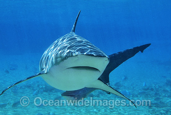 Dusky Shark photo