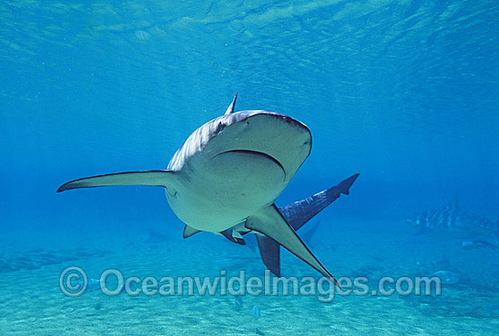 Dusky Shark Carcharhinus obscurus photo