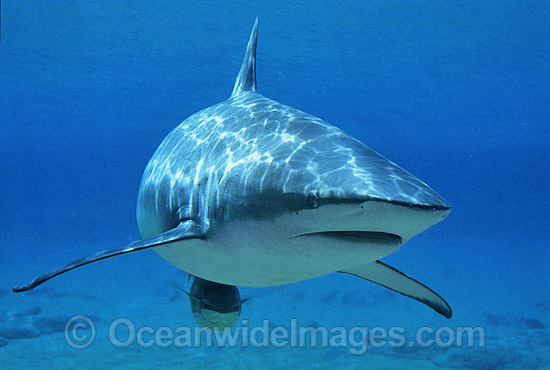 Dusky Shark photo