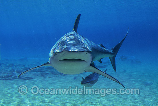 Dusky Shark with Remora suckerfish photo Dusky Shark with Remora suckerfish photo