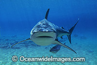 Dusky Shark with Remora suckerfish Photo - Gary Bell