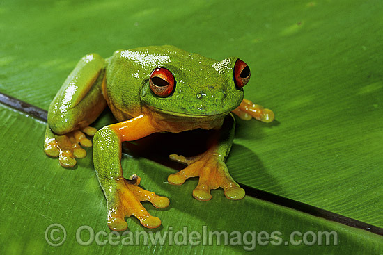 Red-eyed Tree Frog on birds nest fern photo