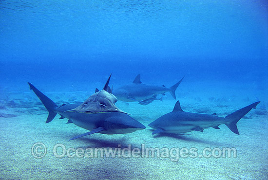 Dusky Sharks and Eastern Shovelnose Ray photo