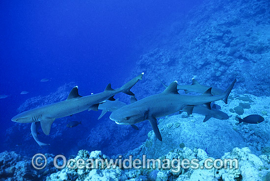 Whitetip Reef Sharks Triaenodon obesus photo