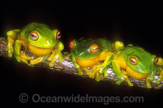 Courting Red-eyed Tree Frogs Litoria chloris photo