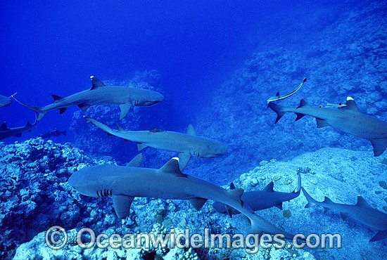 Whitetip Reef Sharks (Triaenodon obesus). Great Barrier Reef, Queensland, Australia Photo - Gary Bell