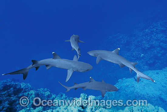 Whitetip Reef Sharks (Triaenodon obesus). Great Barrier Reef, Queensland, Australia Photo - Gary Bell