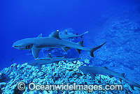 Whitetip Reef Shark Triaenodon obesus Photo - Gary Bell