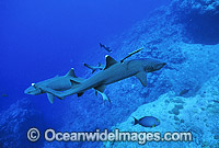 Whitetip Reef Sharks Triaenodon obesus Photo - Gary Bell
