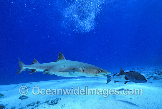 Whitetip Reef Shark Triaenodon obesus photo