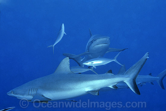 Grey Reef Shark Carcharhinus amblyrhynchos photo