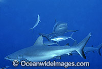 Grey Reef Shark Carcharhinus amblyrhynchos Photo - Gary Bell