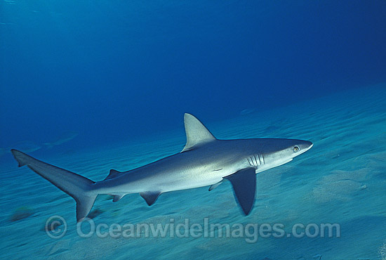 Galapagos Shark Carcharhinus galapagensis photo