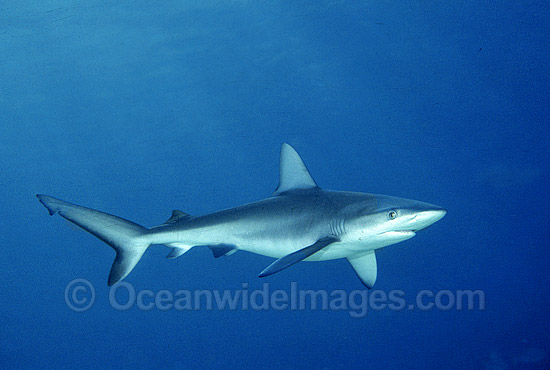 Galapagos Shark photo