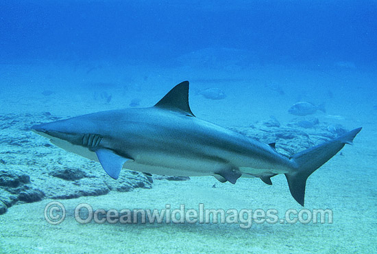 Bronze Whaler Shark Carcharhinus brachyurus photo
