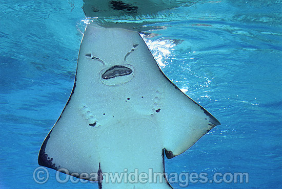 Rhynchobatus djiddensis photo Rhynchobatus djiddensis photo