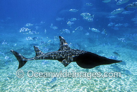 White-spotted Guitarfish (Rhynchobatus djiddensis). Also known as Giant Guitarfish, Sandshark, Whitespot Ray, Whitespot Shovelnose Ray, Sharkfin Ray and Shovelnose Shark. Found on Continental Shelf and tropical and warm temperate waters of Australia. Photo - Gary Bell White-spotted Guitarfish (Rhynchobatus djiddensis). Also known as Giant Guitarfish, Sandshark, Whitespot Ray, Whitespot Shovelnose Ray, Sharkfin Ray and Shovelnose Shark. Found on Continental Shelf and tropical and warm temperate waters of Australia. Photo - Gary Bell
