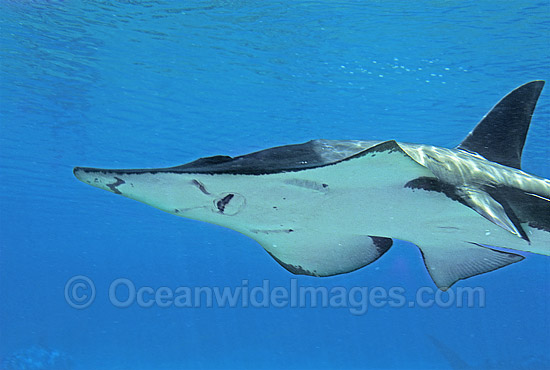 White-spotted Guitarfish (Rhynchobatus djiddensis). Also known as Giant Guitarfish, Sandshark, Whitespot Ray, Whitespot Shovelnose Ray, Sharkfin Ray and Shovelnose Shark. Found on Continental Shelf and tropical and warm temperate waters of Australia. Photo - Gary Bell White-spotted Guitarfish (Rhynchobatus djiddensis). Also known as Giant Guitarfish, Sandshark, Whitespot Ray, Whitespot Shovelnose Ray, Sharkfin Ray and Shovelnose Shark. Found on Continental Shelf and tropical and warm temperate waters of Australia. Photo - Gary Bell
