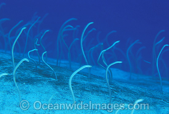 Pacific Spaghetti Eels feeding photo