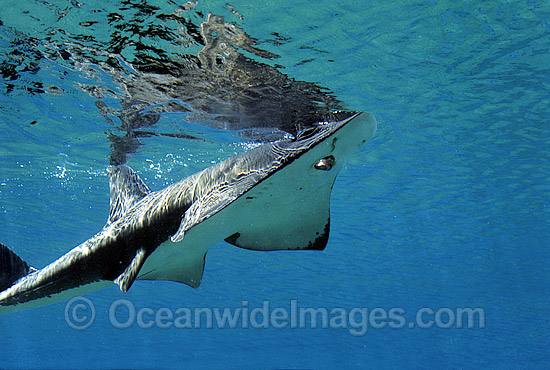 White-spotted Guitarfish (Rhynchobatus djiddensis). Also known as Giant Guitarfish, Sandshark, Whitespot Ray, Whitespot Shovelnose Ray, Sharkfin Ray and Shovelnose Shark. Found on Continental Shelf and tropical and warm temperate waters of Australia. Photo - Gary Bell White-spotted Guitarfish (Rhynchobatus djiddensis). Also known as Giant Guitarfish, Sandshark, Whitespot Ray, Whitespot Shovelnose Ray, Sharkfin Ray and Shovelnose Shark. Found on Continental Shelf and tropical and warm temperate waters of Australia. Photo - Gary Bell
