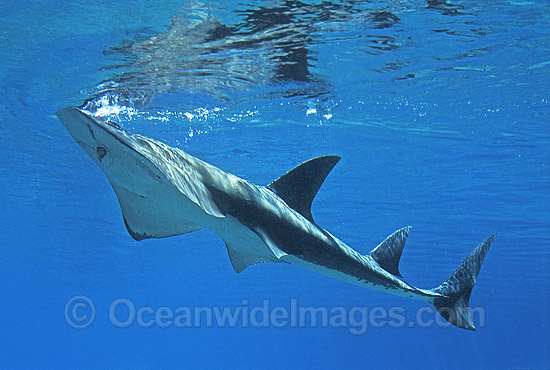 White-spotted Guitarfish (Rhynchobatus djiddensis). Also known as Giant Guitarfish, Sandshark, Whitespot Ray, Whitespot Shovelnose Ray, Sharkfin Ray and Shovelnose Shark. Found on Continental Shelf and tropical and warm temperate waters of Australia. Photo - Gary Bell White-spotted Guitarfish (Rhynchobatus djiddensis). Also known as Giant Guitarfish, Sandshark, Whitespot Ray, Whitespot Shovelnose Ray, Sharkfin Ray and Shovelnose Shark. Found on Continental Shelf and tropical and warm temperate waters of Australia. Photo - Gary Bell