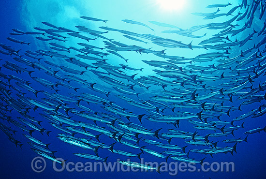Schooling Chevron Barracuda (Sphyraena qenie). Great Barrier Reef, Queensland, Australia Photo - Gary Bell Schooling Chevron Barracuda (Sphyraena qenie). Great Barrier Reef, Queensland, Australia Photo - Gary Bell