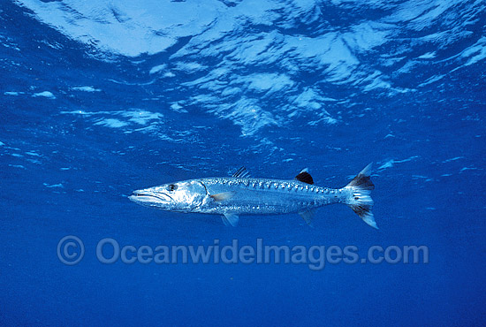Great Barracuda Sphyraena barracuda photo