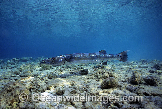 Great Barracuda (Sphyraena barracuda). Great Barrier Reef, Queensland, Australia. Potentially dangerous. Photo - Gary Bell