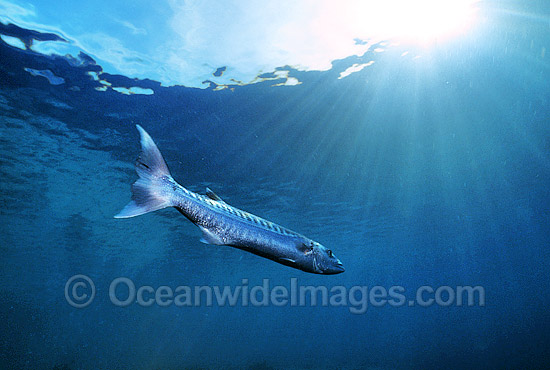 Great Barracuda (Sphyraena barracuda). Great Barrier Reef, Queensland, Australia. Potentially dangerous. Photo - Gary Bell Great Barracuda (Sphyraena barracuda). Great Barrier Reef, Queensland, Australia. Potentially dangerous. Photo - Gary Bell