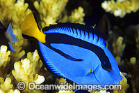 Blue Tang Paracanthurus hepatus Photo - Gary Bell