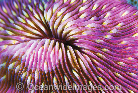 Mushroom Coral Detail photo Mushroom Coral Detail photo