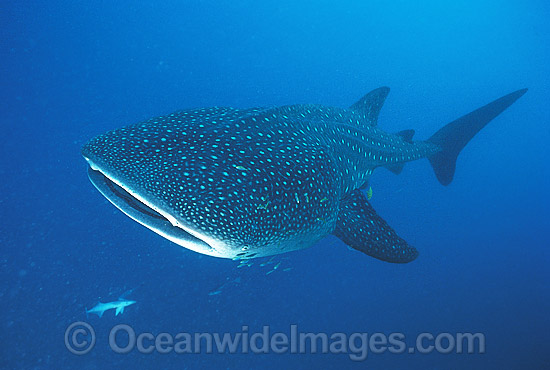 Whale Shark (Rhincodon typus). Ningaloo Reef, Western Australia. Found throughout the world in all tropical and warm-temperate seas. Classified Vulnerable on the IUCN Red List. Photo - Gary Bell Whale Shark (Rhincodon typus). Ningaloo Reef, Western Australia. Found throughout the world in all tropical and warm-temperate seas. Classified Vulnerable on the IUCN Red List. Photo - Gary Bell