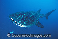 Whale Shark Rhincodon typus Photo - Gary Bell