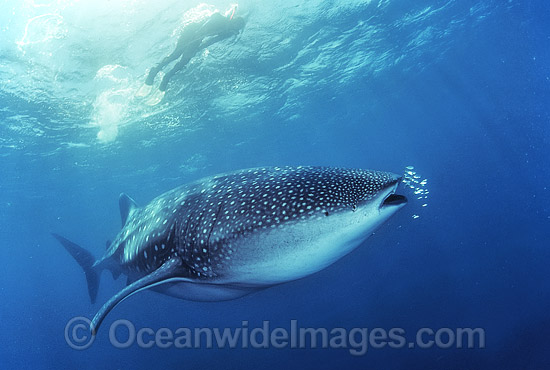 Snorkel diver observing Whale Shark (Rhincodon typus) with Pilot Fish around mouth. Ningaloo Reef, Western Australia. Classified Vulnerable on the IUCN Red List. Photo - Gary Bell