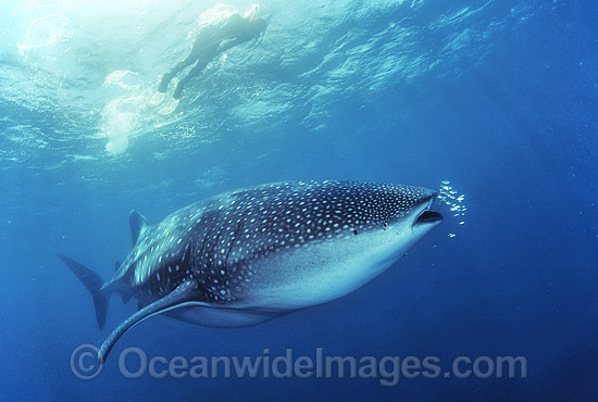 Snorkel diver observing Whale Shark (Rhincodon typus) with Pilot Fish around mouth. Ningaloo Reef, Western Australia. Classified Vulnerable on the IUCN Red List. Photo - Gary Bell Snorkel diver observing Whale Shark (Rhincodon typus) with Pilot Fish around mouth. Ningaloo Reef, Western Australia. Classified Vulnerable on the IUCN Red List. Photo - Gary Bell