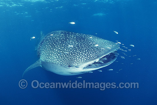 Whale Shark (Rhincodon typus) with Pilot Fish around mouth. Ningaloo Reef, Western Australia. Found throughout the world in all tropical and warm-temperate seas. Classified Vulnerable on the IUCN Red List. Photo - Gary Bell Whale Shark (Rhincodon typus) with Pilot Fish around mouth. Ningaloo Reef, Western Australia. Found throughout the world in all tropical and warm-temperate seas. Classified Vulnerable on the IUCN Red List. Photo - Gary Bell