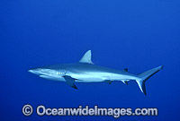 Gray Reef Shark Photo - Gary Bell