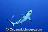 Gray Reef Shark Carcharhinus amblyrhynchos Photo - Gary Bell