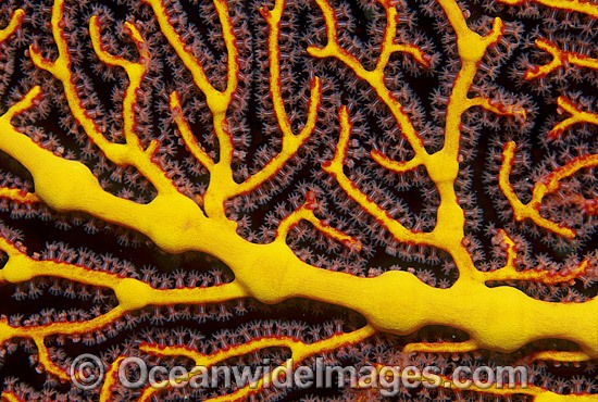 Gorgonian Fan Coral detail. Great Barrier Reef, Queensland, Australia Photo - Gary Bell