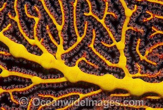 Gorgonian Fan Coral detail photo Gorgonian Fan Coral detail photo