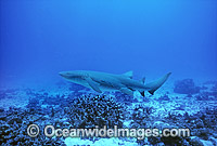 Tawny Shark Nebrius ferrugineus Photo - Gary Bell