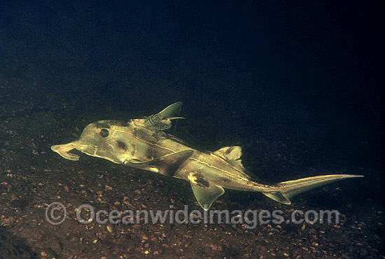 Elephant Shark Callorhinchus milii photo