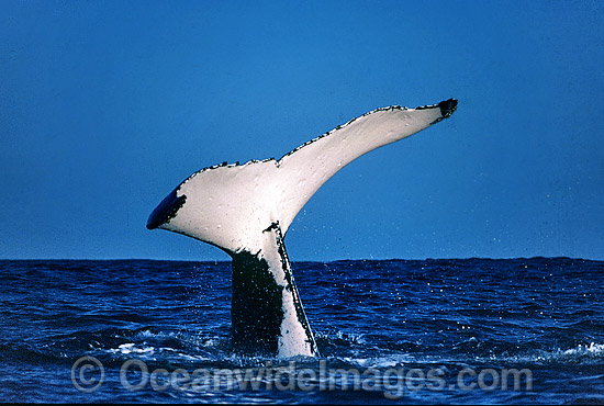 Humpback Whale (Megaptera novaeangliae) - tail fluke on surface. Great Barrier Reef, Queensland, Australia. Classified as Vulnerable on the 2000 IUCN Red List. Photo - Gary Bell