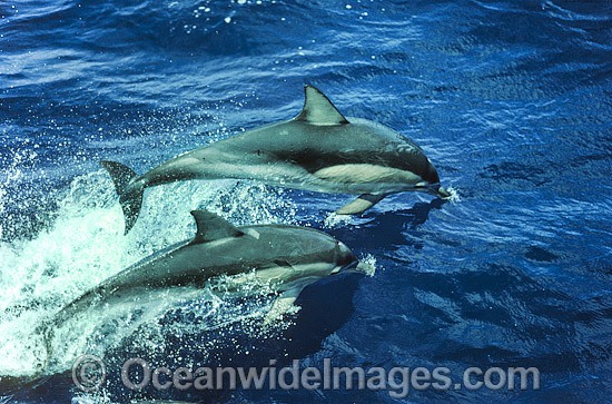 Short-beaked Common Dolphins (Delphinus delphis). Indo-Pacific Photo - Gary Bell