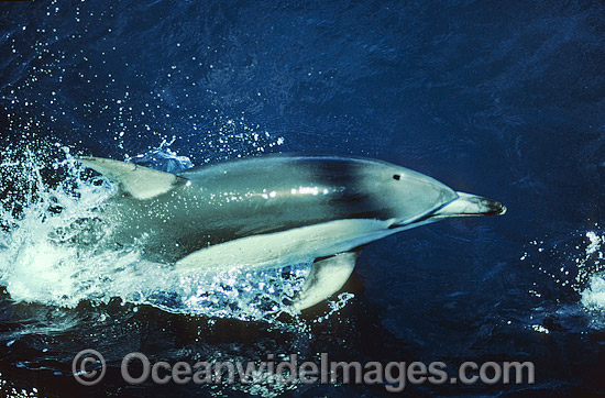 Short-beaked Common Dolphin photo