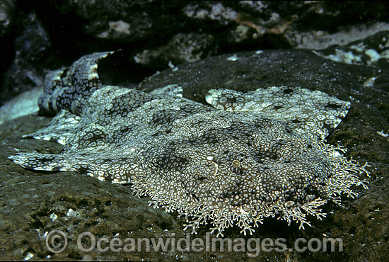 Tasselled Wobbegong Shark (Eucrossorhinus dasypogon). Also known as Ogilbys Wobbegong and Carpet Shark. Great Barrier Reef, Queensland, Australia Photo - Gary Bell Tasselled Wobbegong Shark (Eucrossorhinus dasypogon). Also known as Ogilbys Wobbegong and Carpet Shark. Great Barrier Reef, Queensland, Australia Photo - Gary Bell