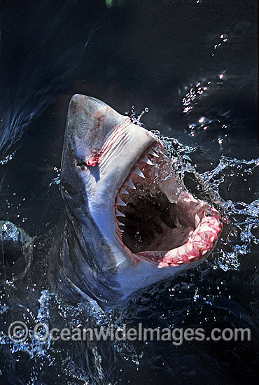 Great White Shark (Carcharodon carcharias), with open jaws on surface. Found throughout the world's oceans, but mostly in temperate seas. Photo was taken at Gansbaai, South Africa. Protected species Classified as Vulnerable on the IUCN Red List. Photo - Gary Bell Great White Shark (Carcharodon carcharias), with open jaws on surface. Found throughout the world's oceans, but mostly in temperate seas. Photo was taken at Gansbaai, South Africa. Protected species Classified as Vulnerable on the IUCN Red List. Photo - Gary Bell